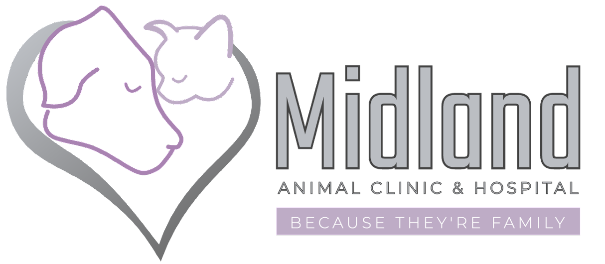 Best Vet In Midland | Midland Animal Clinic & Hospital
