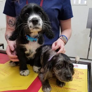 Midland Animal Clinic & Hospital puppies