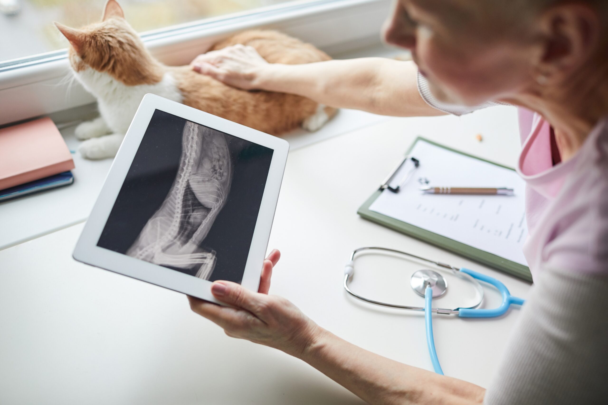 Close-up of vet doctor holding digital tablet and examining the x-ray image of cat’s body-2-1 Close-up of vet doctor holding digital tablet and examining the x-ray image of cat's body