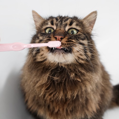 Owner Brushing Fluffy Cat's Teeth in Bathtub, Closeup Owner Brushing Fluffy Cat's Teeth in Bathtub, Closeup
