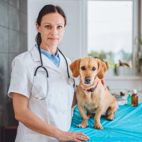 Pet Sick Exams Veterinarian standing beside a small brown dog on exam table in a veterinary clinic