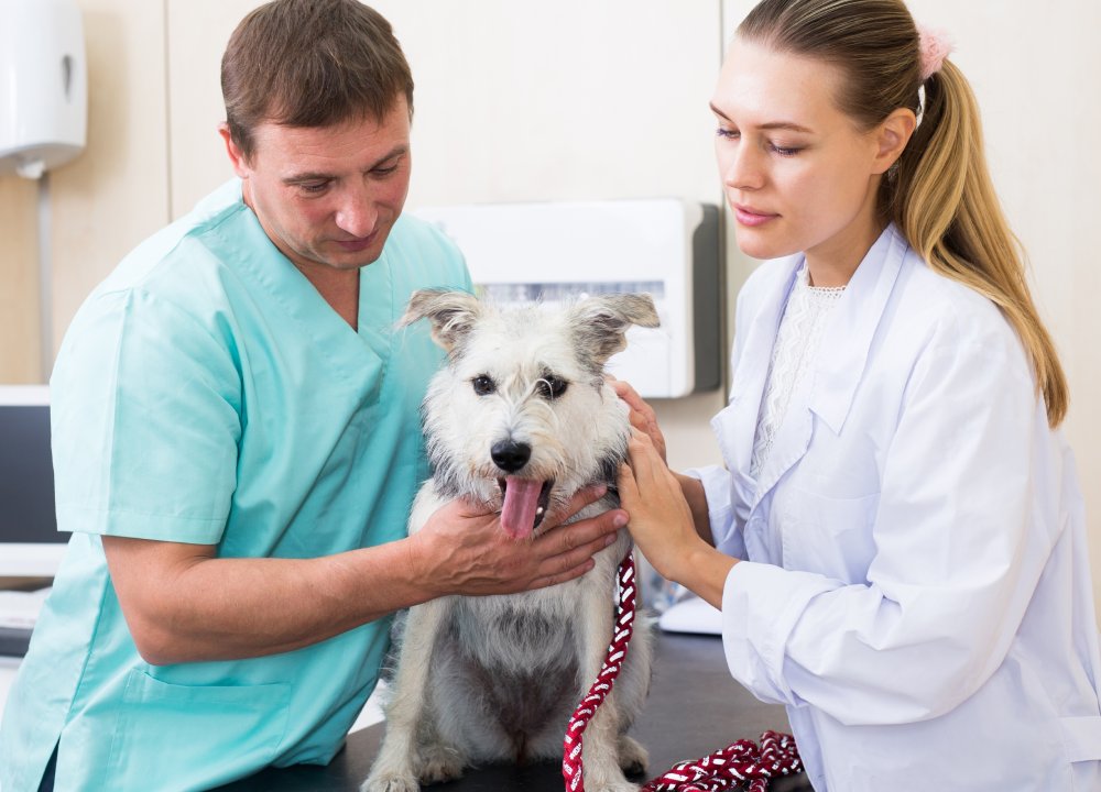 Two vets examining a dog (1) Two vets examining a dog