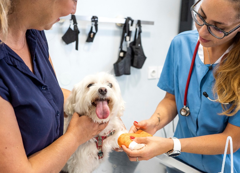 Veterinary Physical Exam of Dogs Veterinary Physical Exam of Dogs