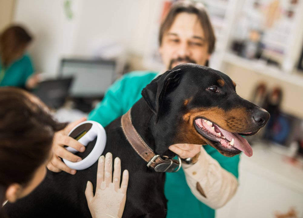 microchipping (1) (1) (1) Veterinarian scanning a Doberman dog with microchip reader during check-up at animal clinic