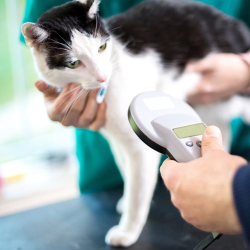microchipping (1) Veterinarian scanning a black and white cat for microchip identification during a clinic visit