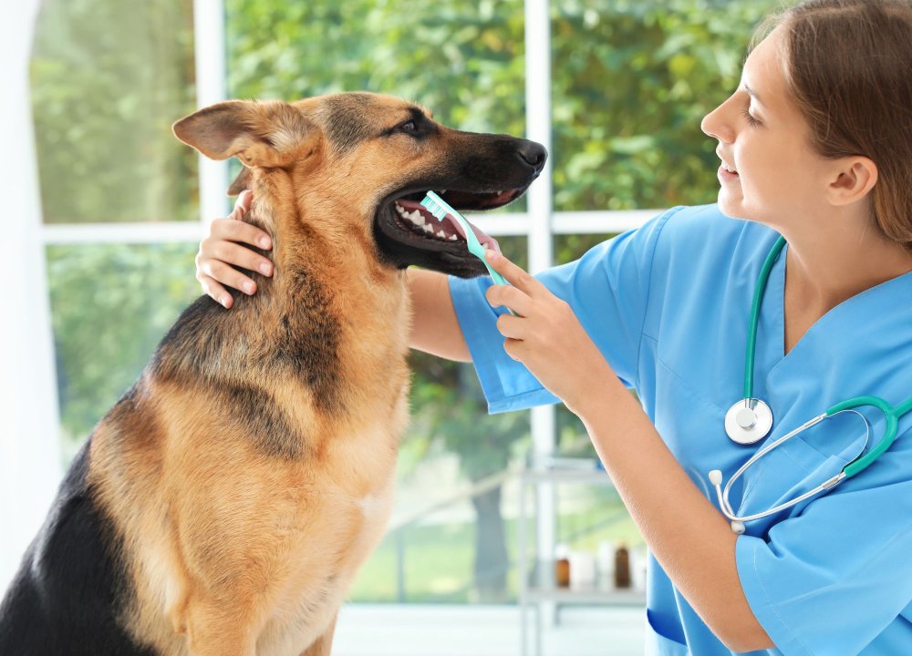 pet-dental-image1 (1) (1) Smiling female vet brushing German Shepherd's teeth