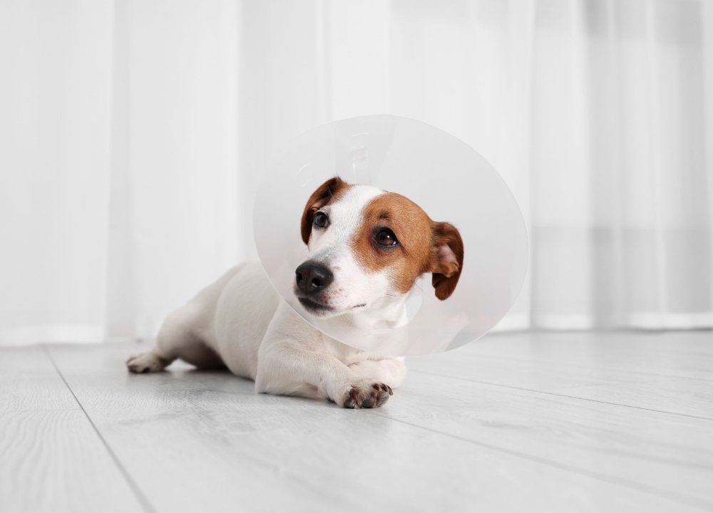 pet-spay-neuter (4) (1) Small Jack Russell Terrier lying on floor wearing a protective cone collar after veterinary treatment