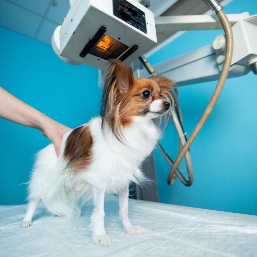 pet-x-ray-images (1) Small Papillon dog standing on exam table during veterinary X-ray procedure in animal clinic