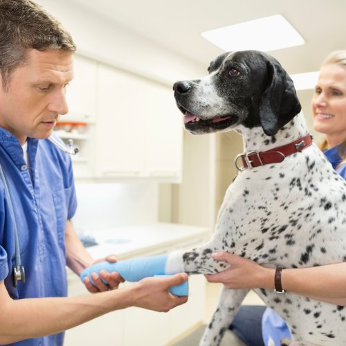 surgery (2) (1) Veterinarian applying a blue bandage to an injured dog’s front leg with help from a veterinary assistant
