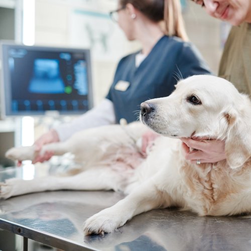 ultrasound (1) Veterinarians performing an ultrasound exam on a Golden Retriever lying on a stainless steel table