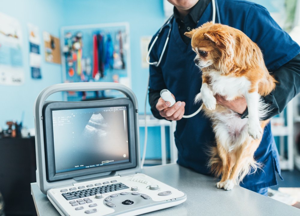 ultrasound-1 Veterinarian performing an ultrasound scan on a small dog in a veterinary clinic
