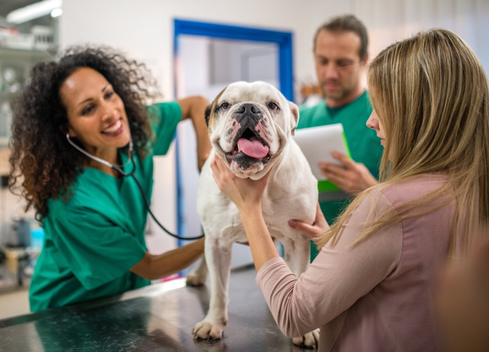 wellness (1) (1) Happy English Bulldog getting a checkup at a veterinary clinic