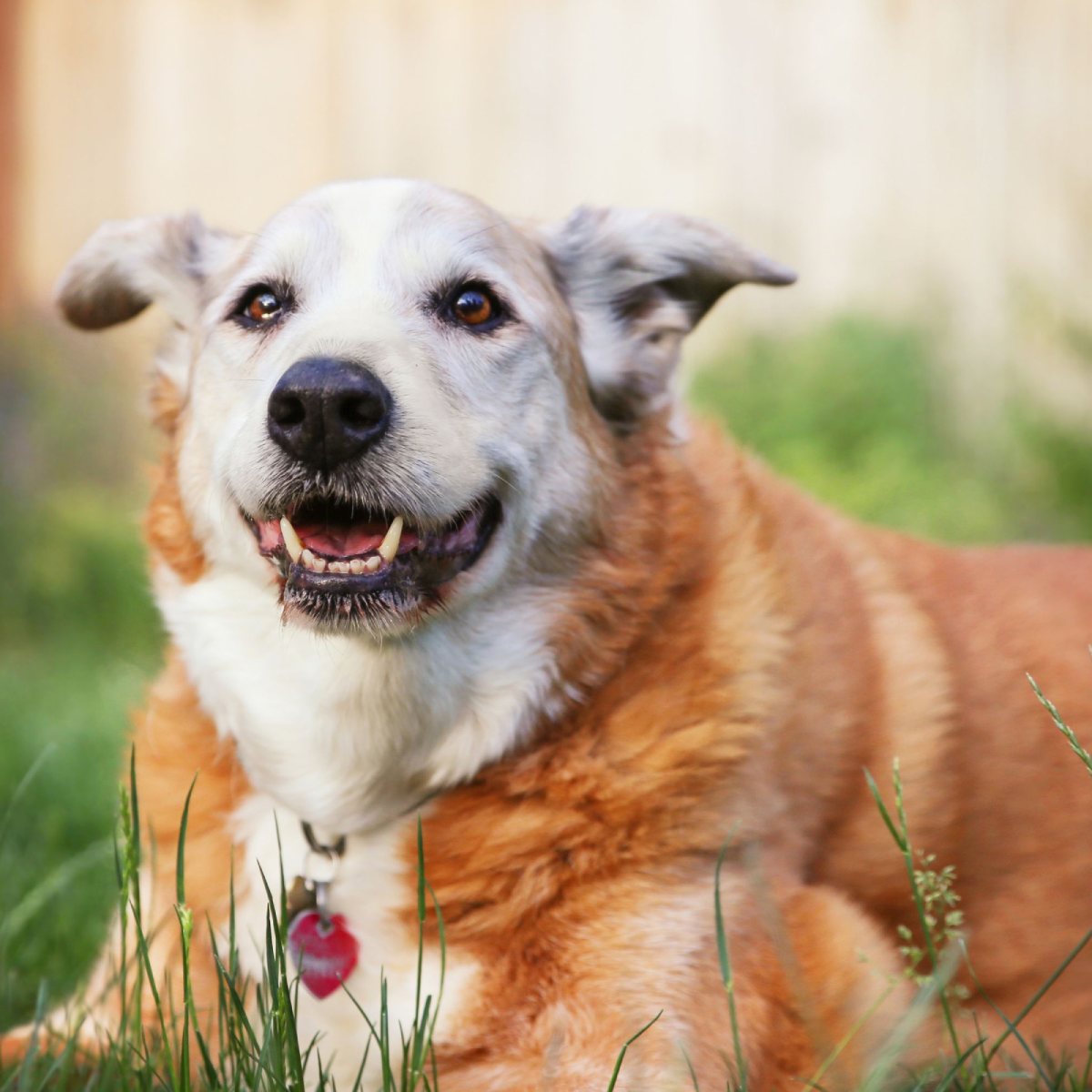 A Senior Dog (2) A Senior Dog