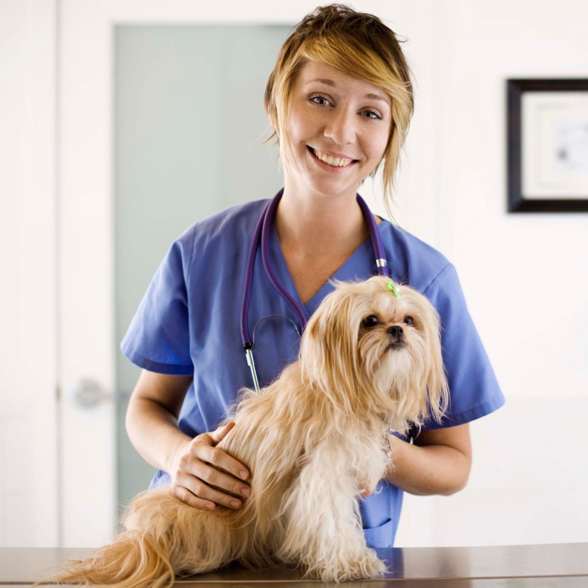 Pet Drop Off Exams