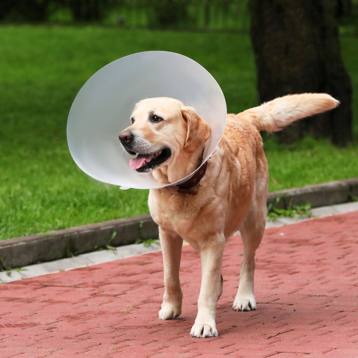 Pet Surgeries
