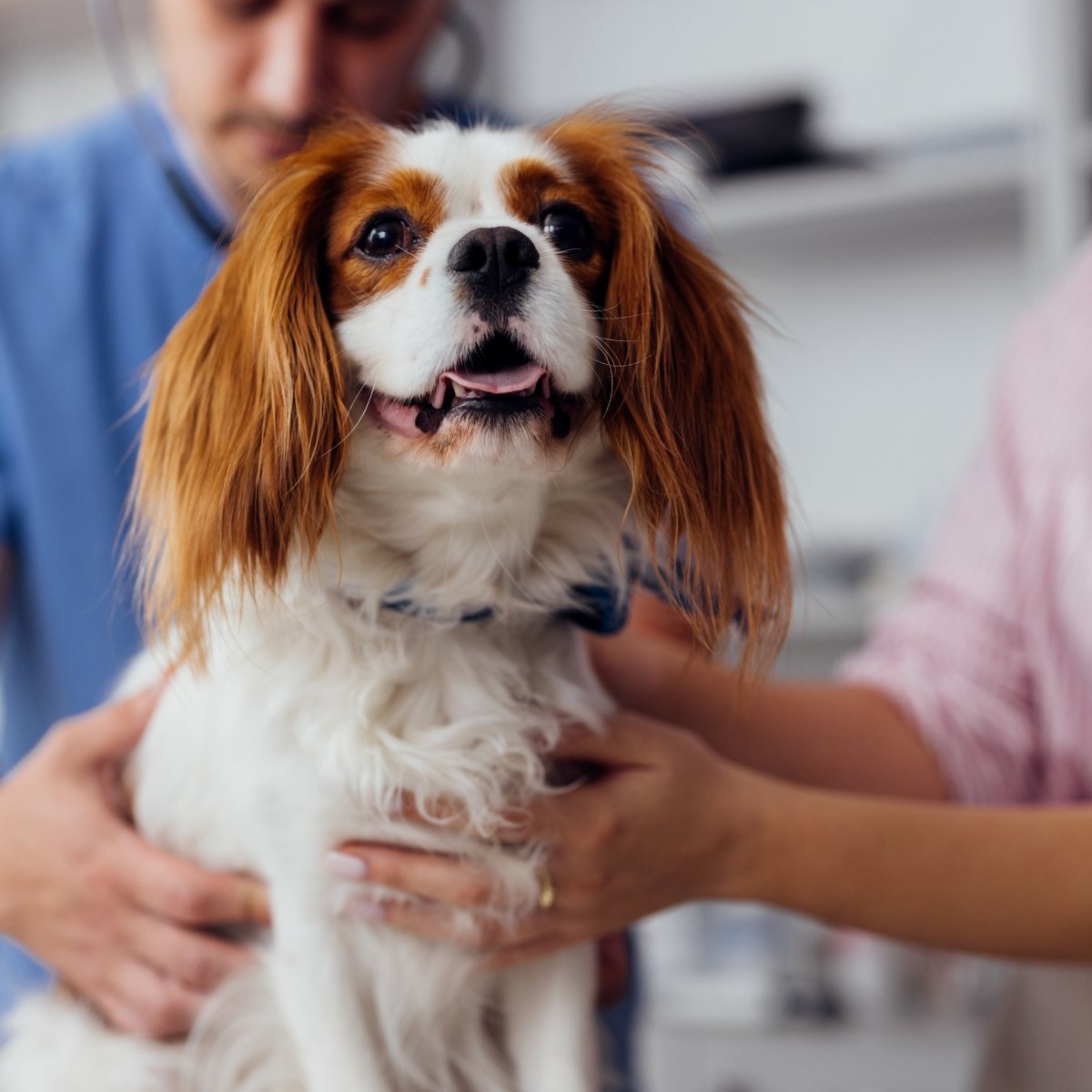 Pet Technician Appointments (1)