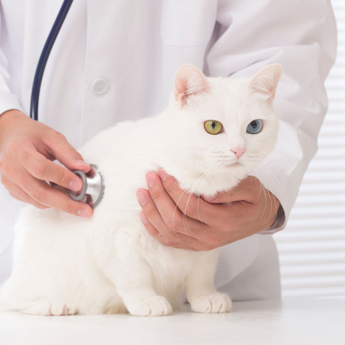 Pet Technician Appointments