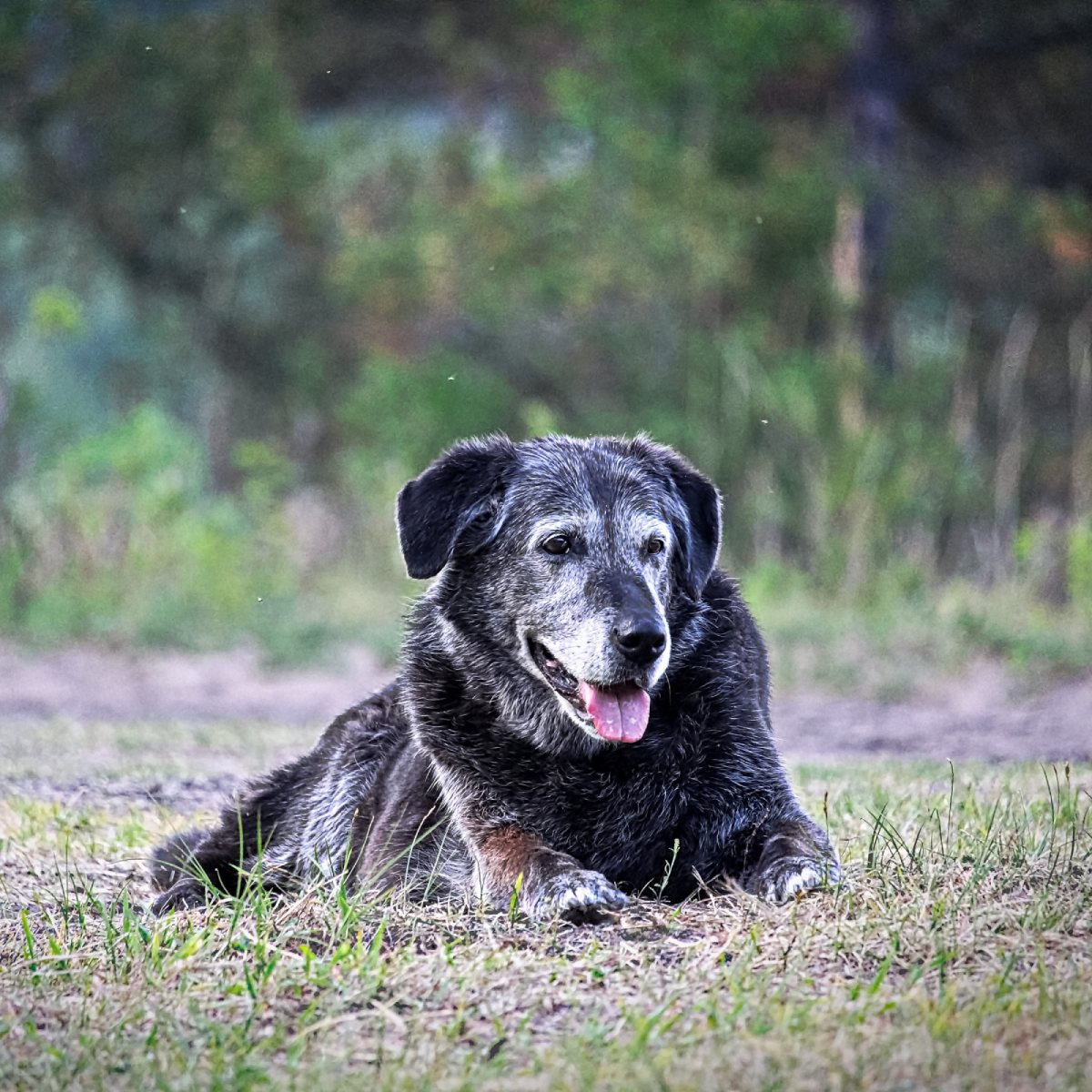 euthanasia (3) (1) Senior black and gray Labrador mix dog lying on grass in outdoor park setting with tongue out