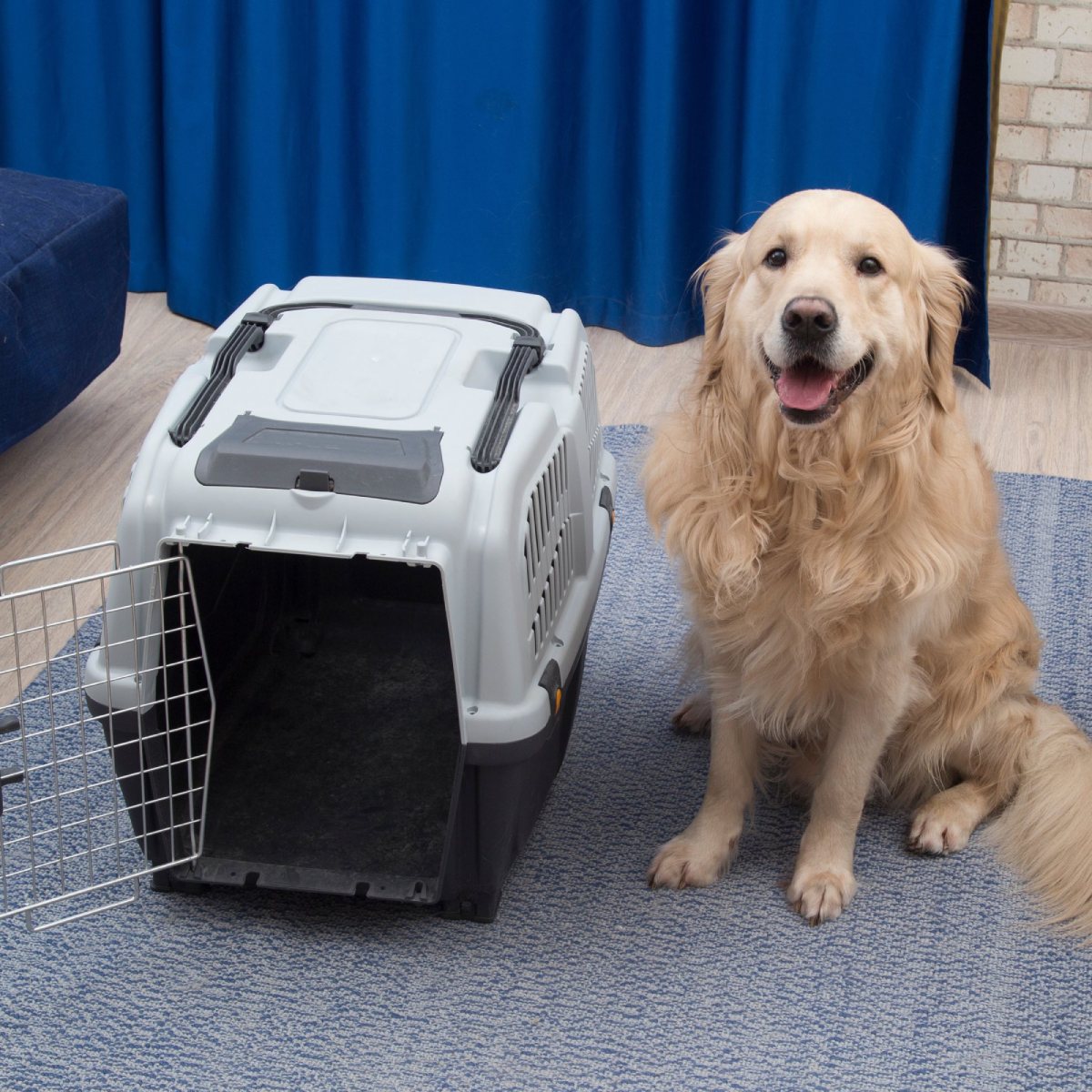 pet boarding (1)