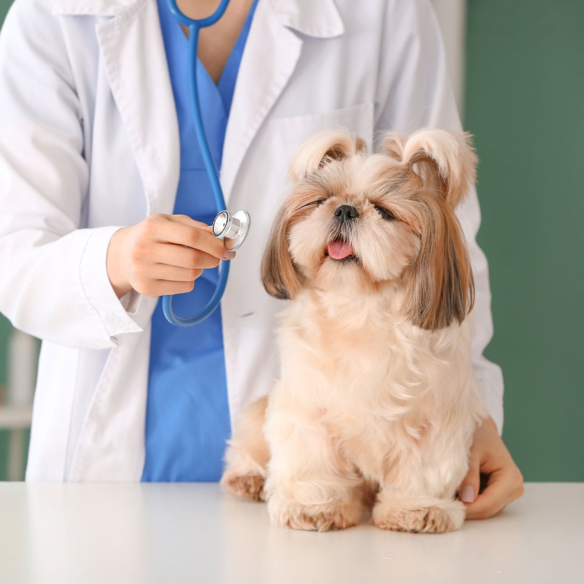 pet referrals img