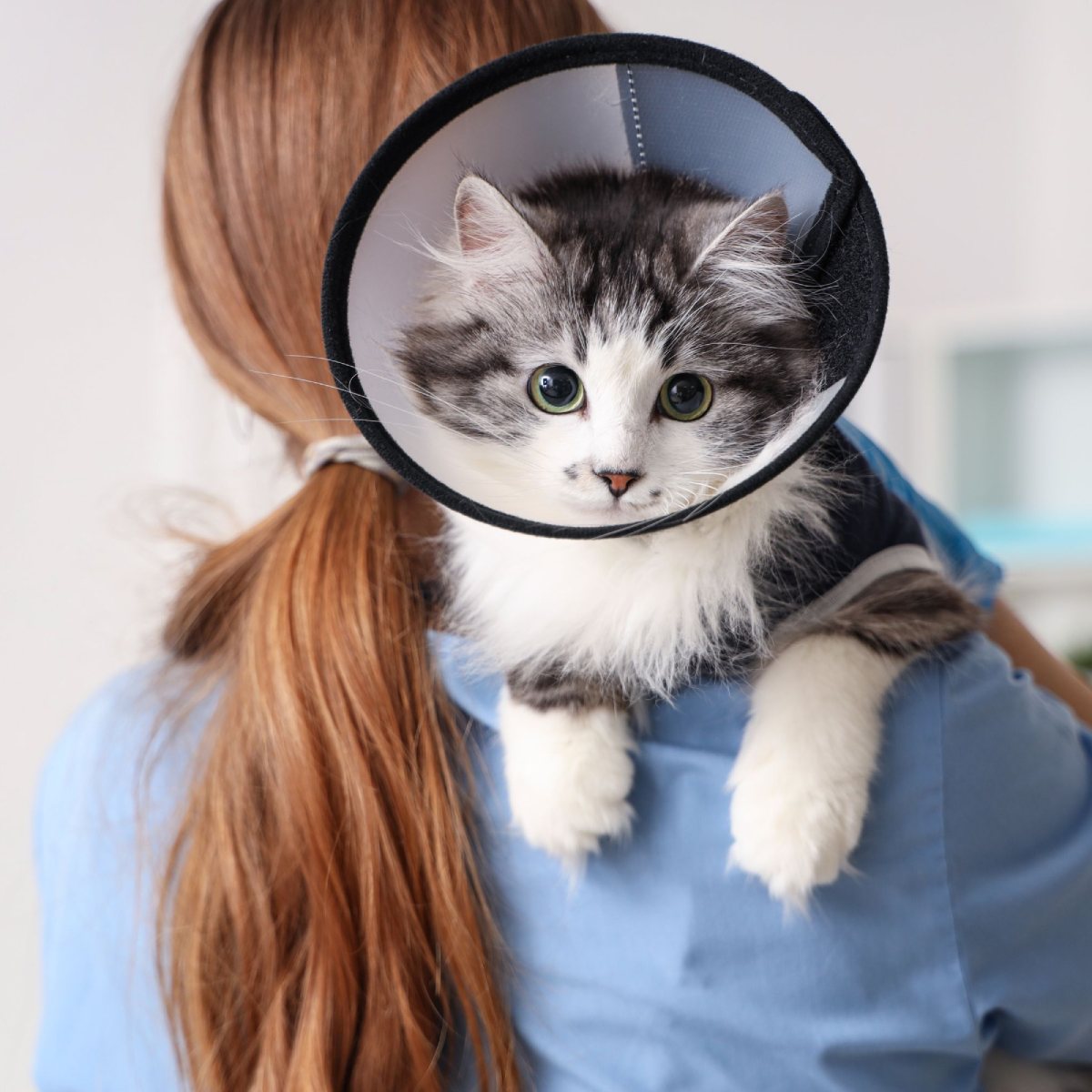 pet-surgery (3) (1)
