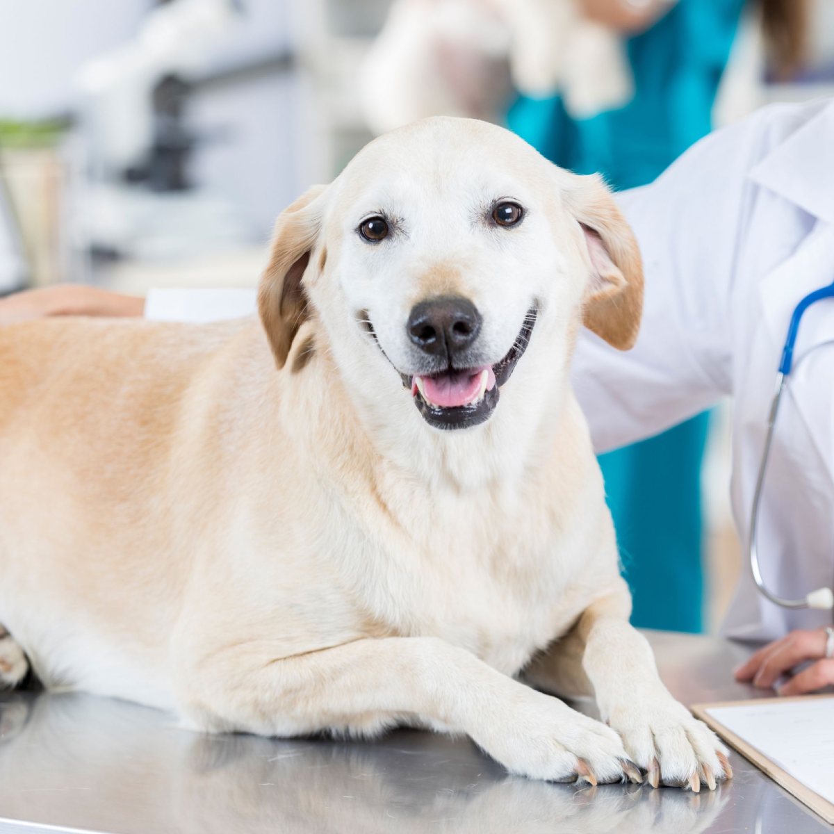 pet wellness image4 (1)