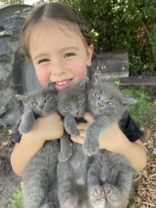 A smiling child holds three fluffy gray kittens
