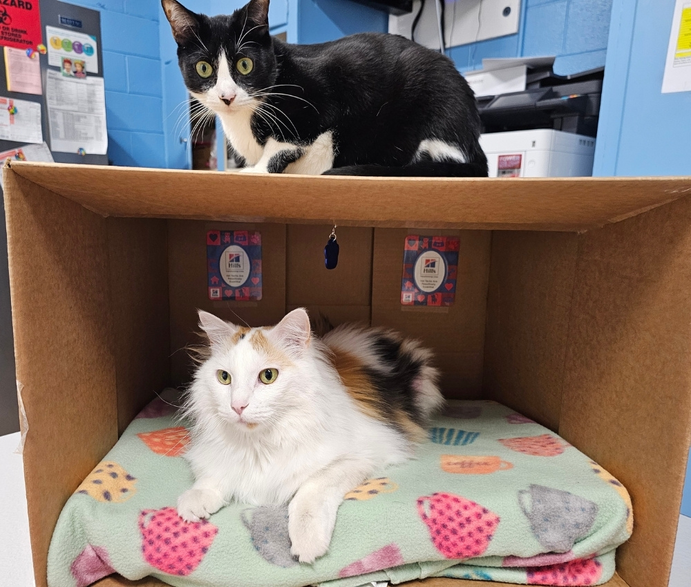 Two cats in a playing around box Two cats in a playing around box