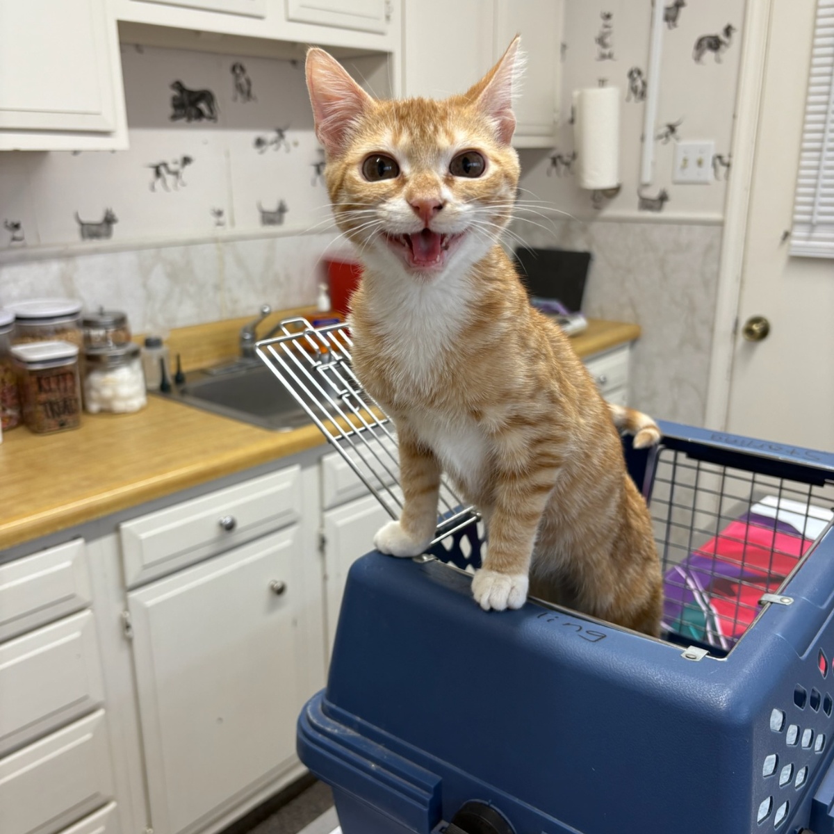 cat stands joyfully on a blue pet carrier