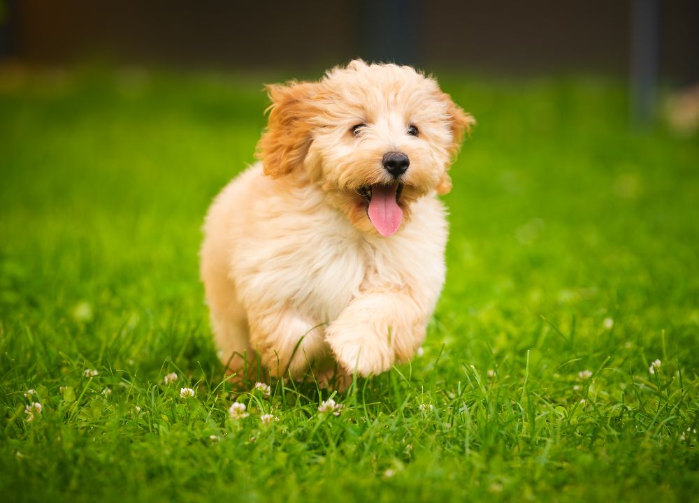 A small brown dog joyfully running across a lush green grass