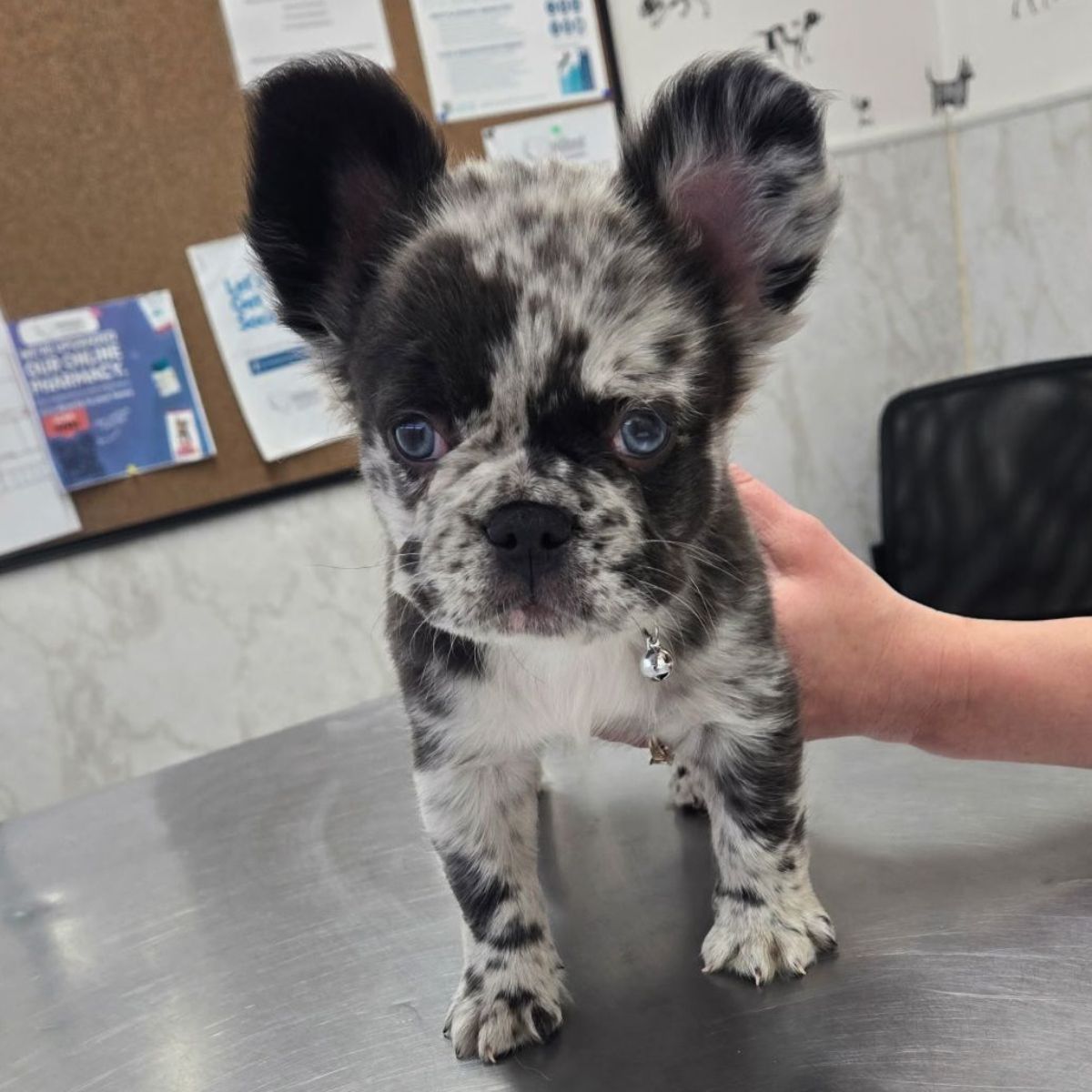 A small black and white dog sits attentively