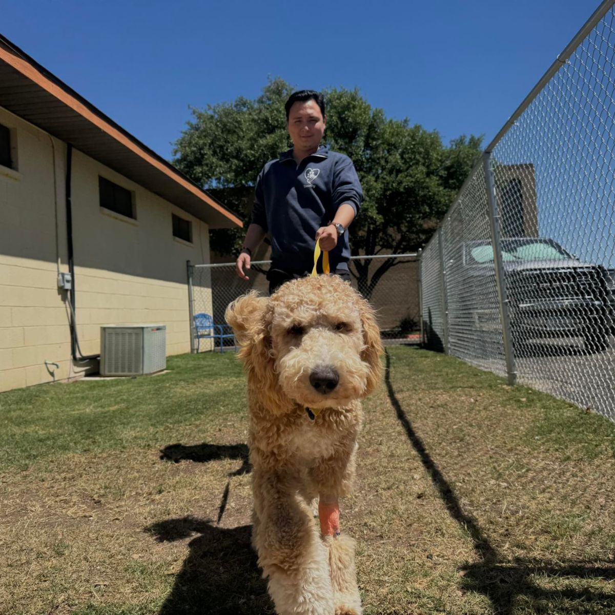 A man walks a dog on a grassy yard