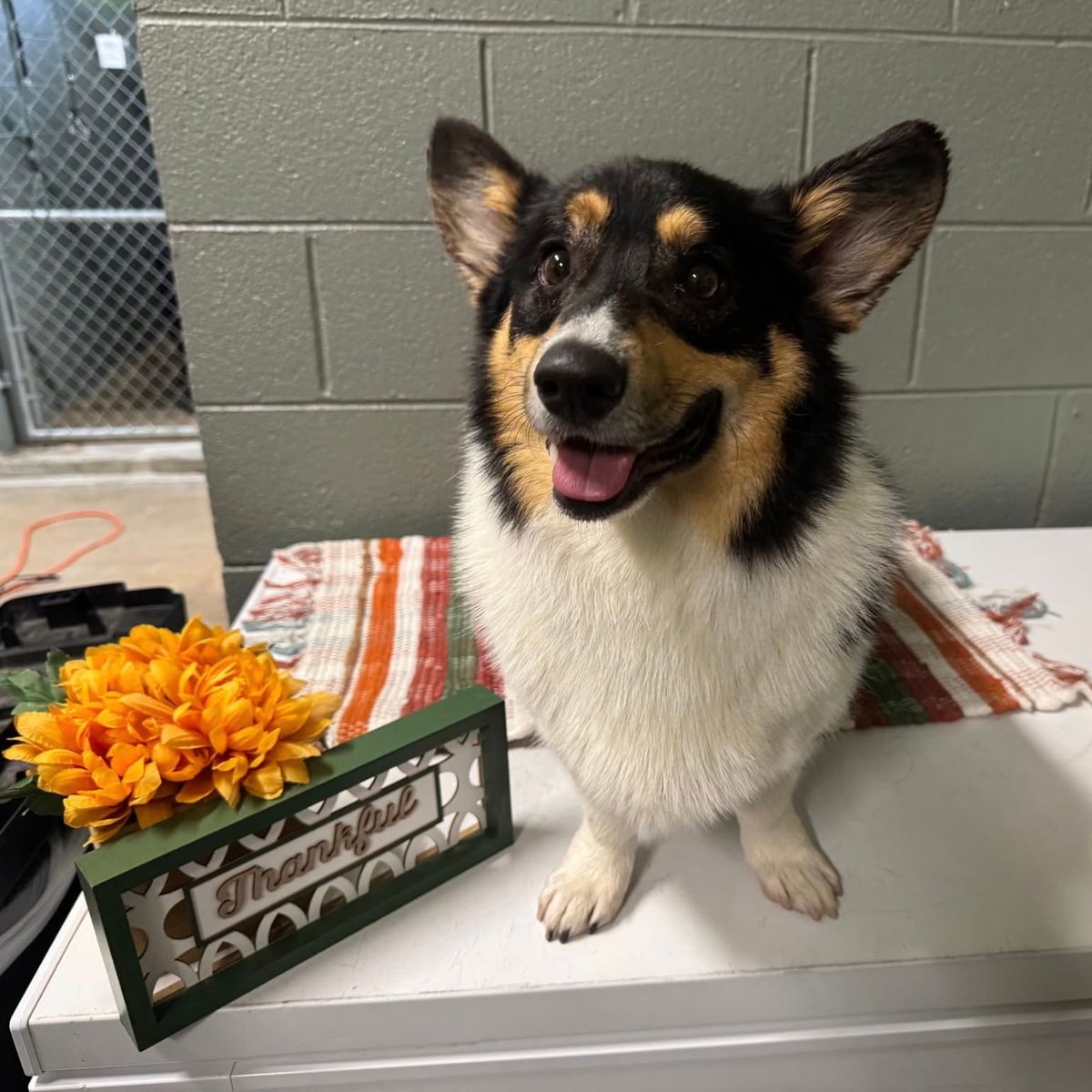 A dog sitting on a table surrounded by colorful flowers