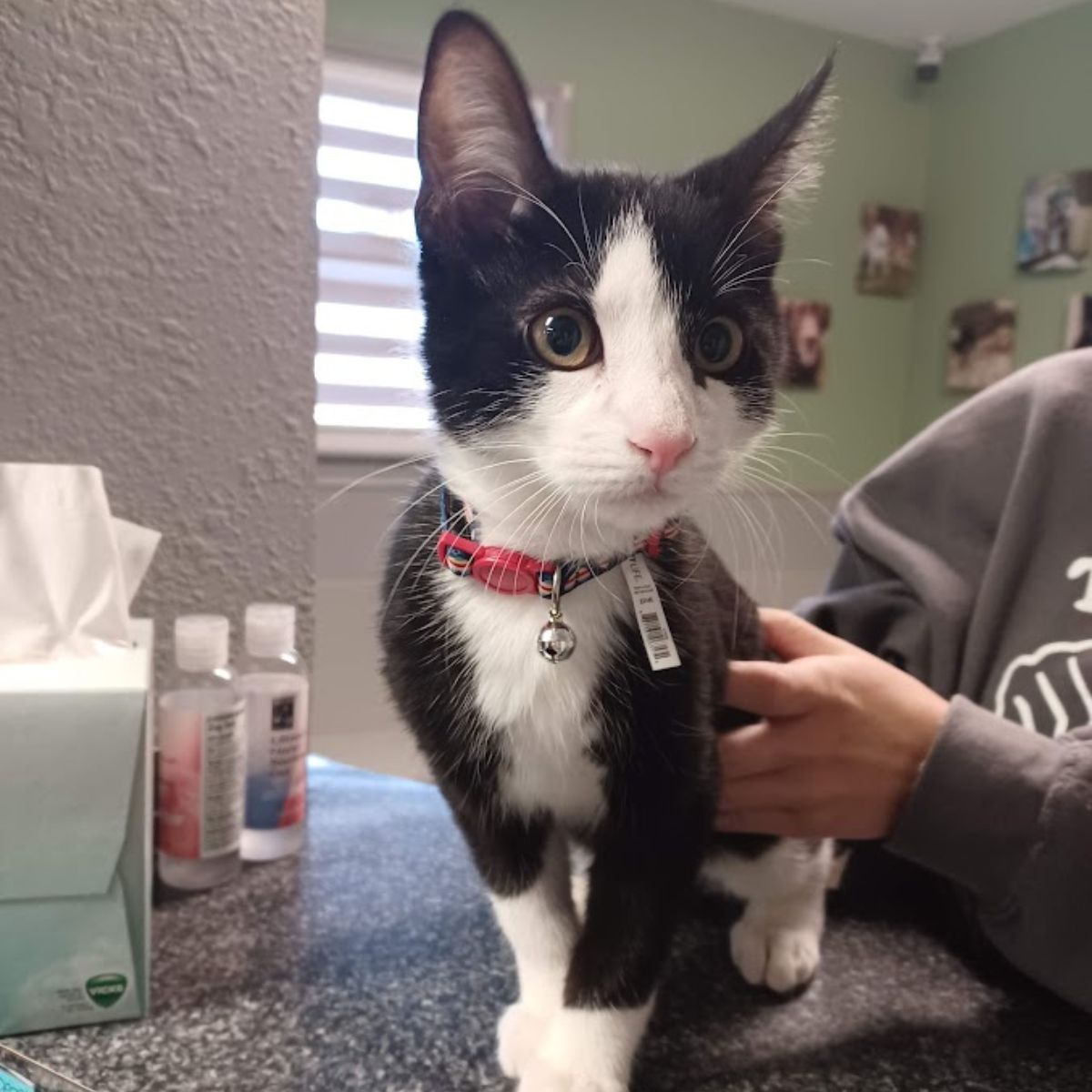 A black and white cat sitting calmly