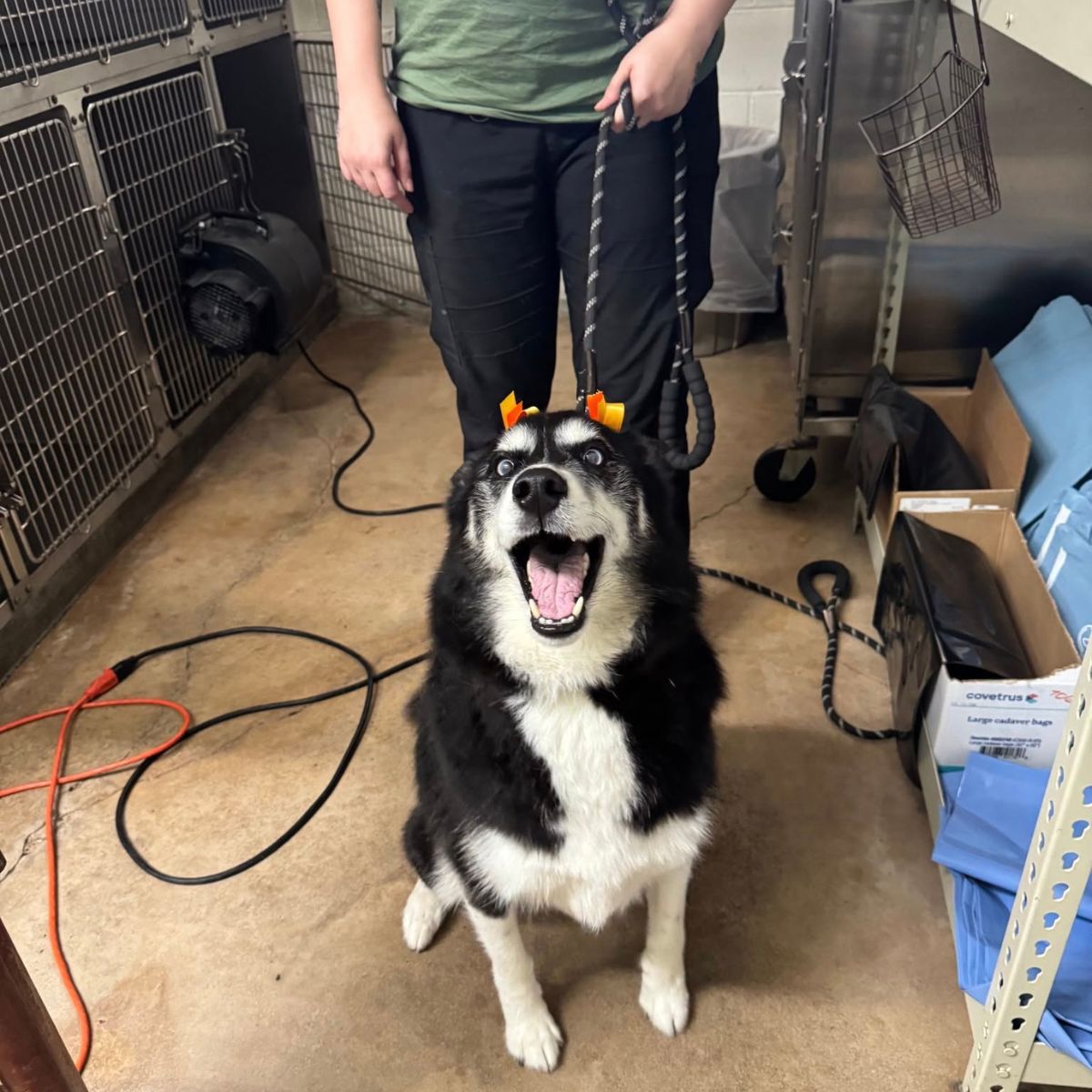 A person stands in a room, holding a dog on a leash