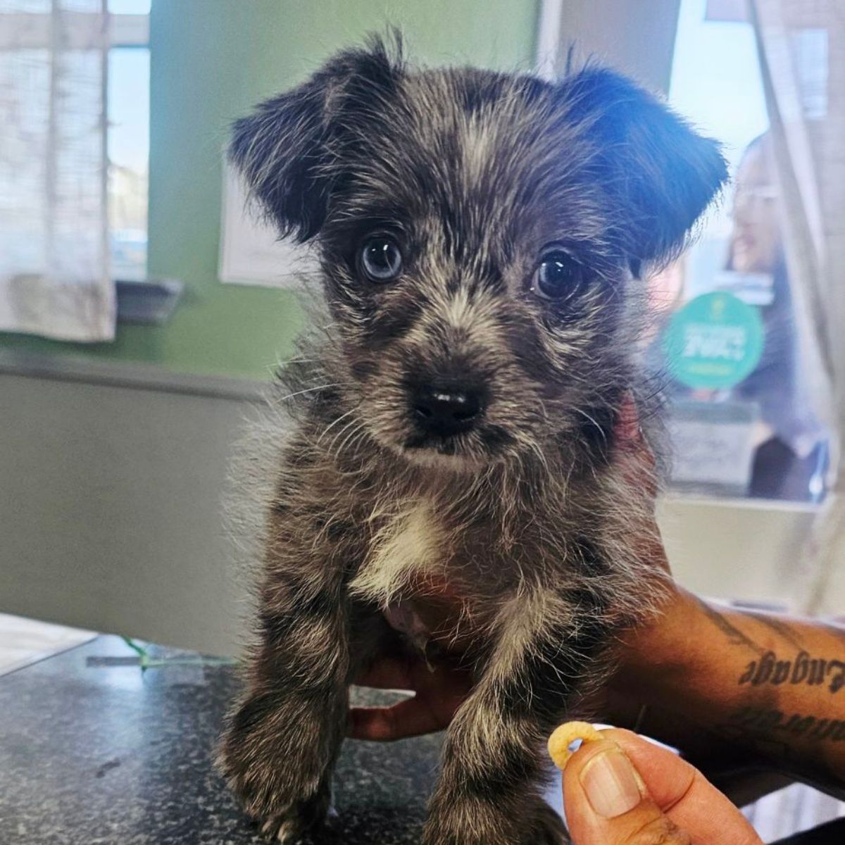 A small black and gray puppy is being gently held by a person